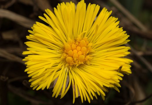 Tussilago farfara flower · ankstyvasis šalpusnis žiedas