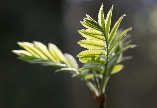 Sorbus aucuparia leaves · paprastasis šermukšnis, lapai