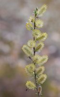 Salix daphnoides · pajūrinis karklas