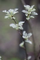 Caragana arborescens · paprastoji karagana