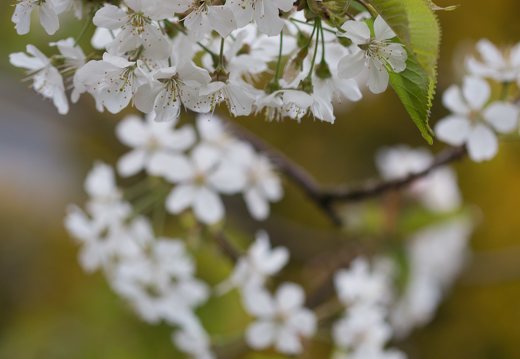 Prunus avium · trešnė