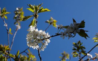 Prunus avium · trešnė