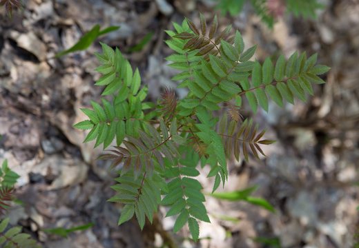 Sorbaria sorbifolia · šermukšnialapė lanksvūnė