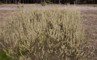 Salix daphnoides · pajūrinis karklas