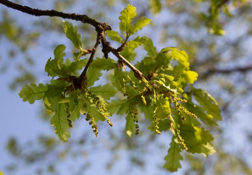 Quercus robur · paprastasis ąžuolas žydi