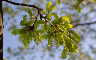 Quercus robur · paprastasis ąžuolas žydi