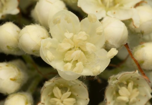 Sorbus × intermedia · švedinis šermukšnis