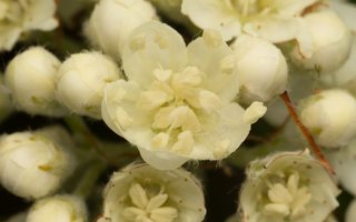 Sorbus × intermedia · švedinis šermukšnis
