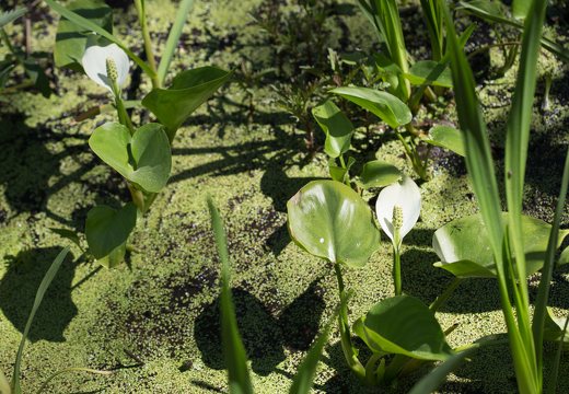 Calla palustris · pelkinis žinginys