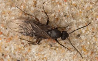 Formica male rufa · rudoji miško skruzdėlė ♂