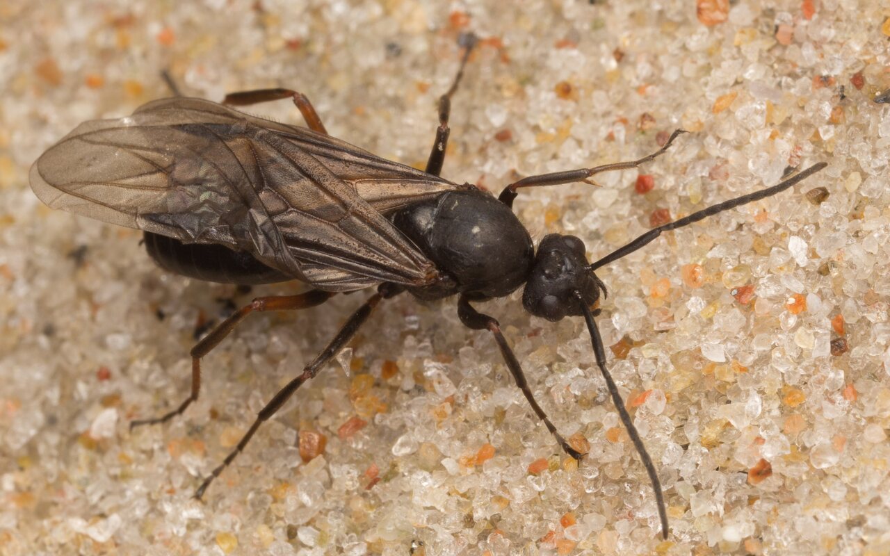 Formica rufa · rudoji miško skruzdėlė ♂