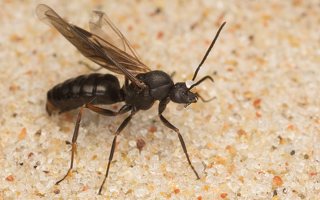 Formica rufa male · rudoji miško skruzdėlė ♂