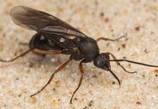 ~ other Formicidae · skruzdėlės