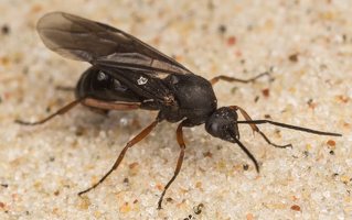~ other Formicidae · skruzdėlės