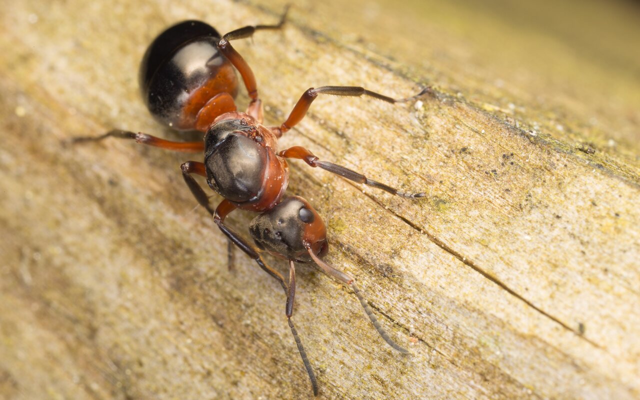 Formica rufa queen · rudoji miško skruzdėlė ♀