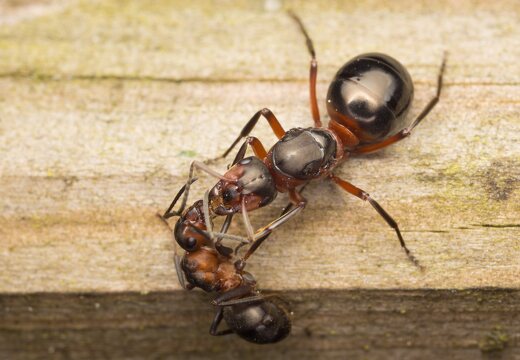 Formica rufa queen · rudoji miško skruzdėlė ♀