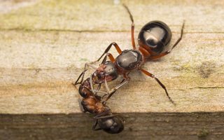 Formicidae · skruzdėlės