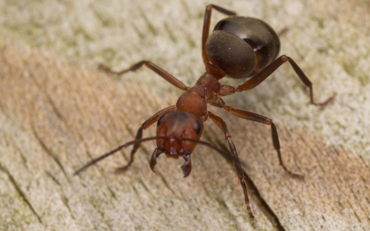 Formica truncorum · raudongalvė skruzdėlė