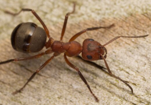 Formica truncorum · raudongalvė skruzdėlė