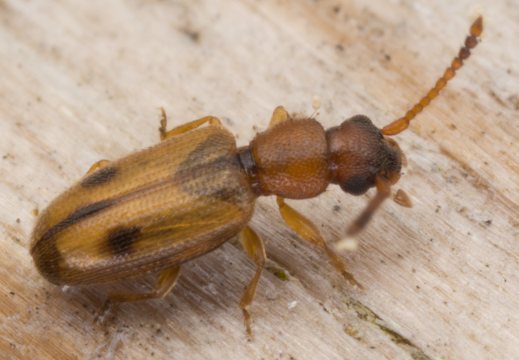Silvanidae · aruodvabaliai