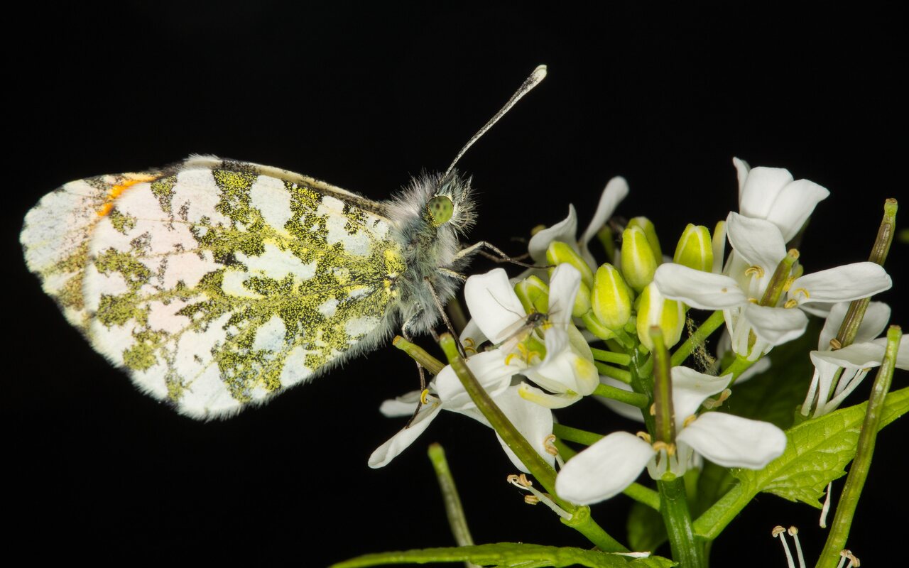 Anthocharis cardamines male · aušrelė ♂