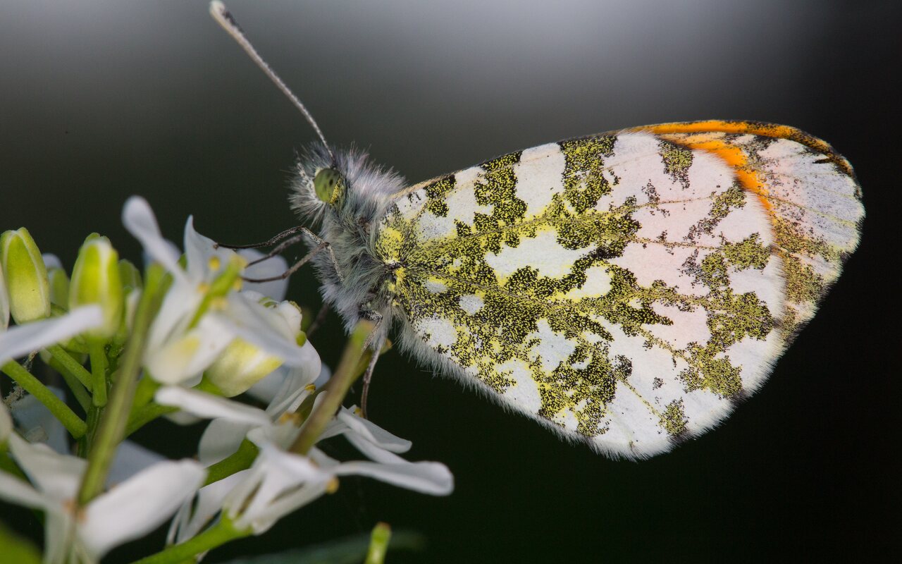 Anthocharis cardamines male · aušrelė ♂