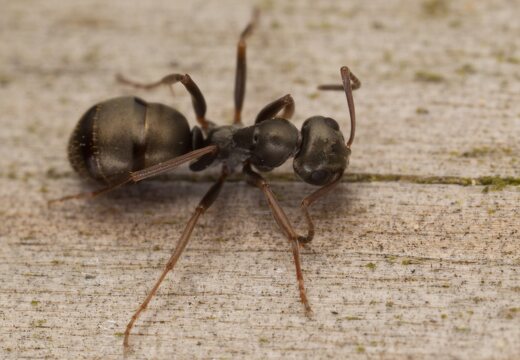 Formica fusca · tamsiarudė miško skruzdėlė