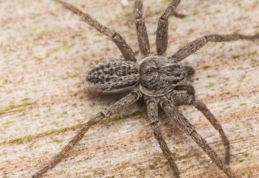 Thanatus striatus male · žvitravoris ♂