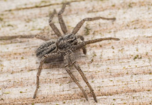 Thanatus striatus male · žvitravoris ♂