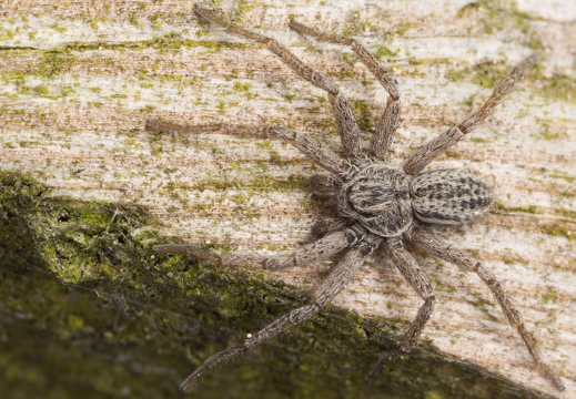 Thanatus striatus male · žvitravoris ♂