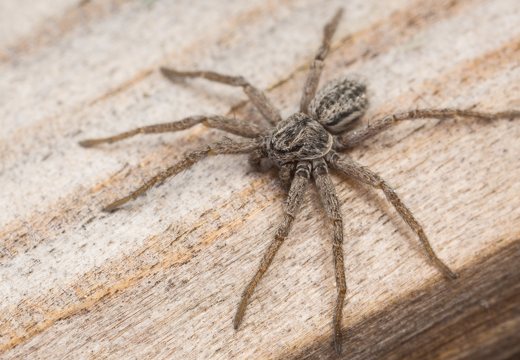 Thanatus striatus male · žvitravoris ♂