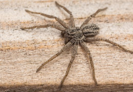 Thanatus striatus male · žvitravoris ♂