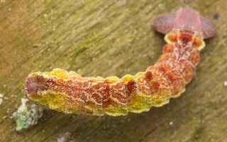 Geometra papilionaria caterpillar · didysis žaliasprindis, vikšras