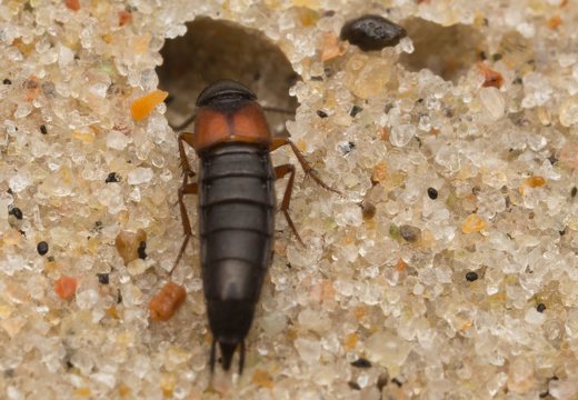 Staphylinidae · trumpasparniai