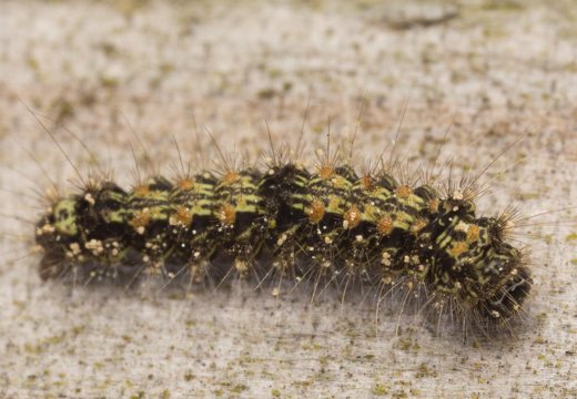 Lithosia quadra caterpillar · keturtaškė kerpytė, vikšras