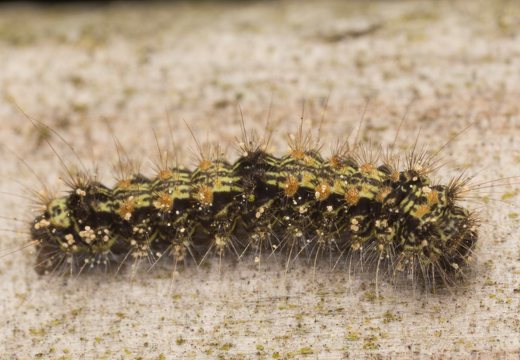Lithosia quadra caterpillar · keturtaškė kerpytė, vikšras