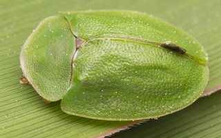 Cassida viridis · žaliasis skydinukas
