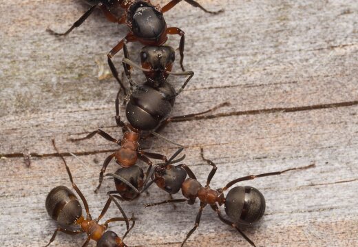 Formica rufa · rudoji miško skruzdėlė
