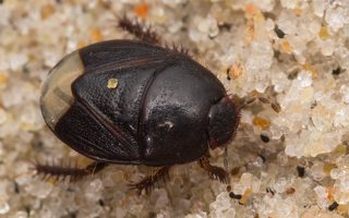 Microporus nigrita · juodoji urvablakė