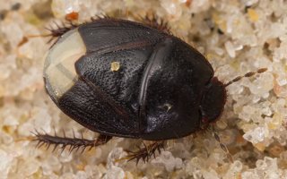 Microporus nigrita · juodoji urvablakė