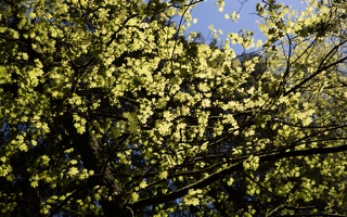Juodkrantė · sengirė, pavasaris