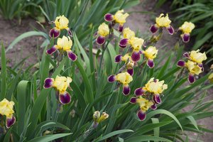 Iris × germanica · barzdotasis vilkdalgis