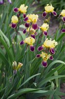 Iris × germanica · barzdotasis vilkdalgis