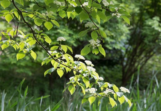 Cornus alternifolia · pražangialapė sedula