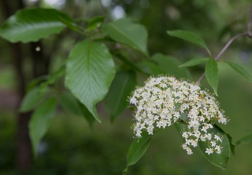 Cornus alternifolia · pražangianapė sedula