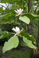 Magnolia tripetala · skėtinė magnolija