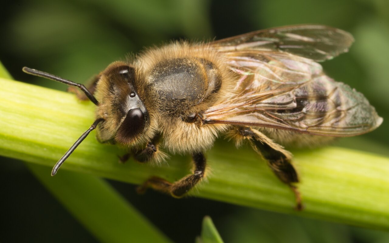 Apis mellifera · vakarinė medunešė bitė