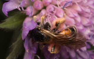 Andrena hattorfiana female · buožaininė smėliabitė ♀