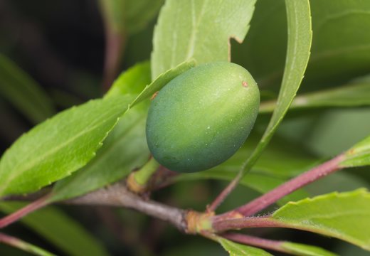 Prunus spinosa · dygioji slyva