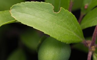 Prunus spinosa · dygioji slyva